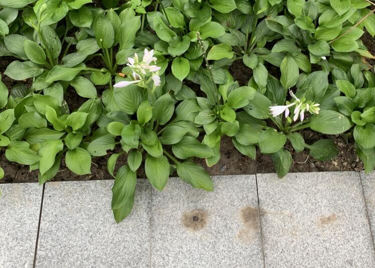 長壽花的養(yǎng)殖方法和注意事項