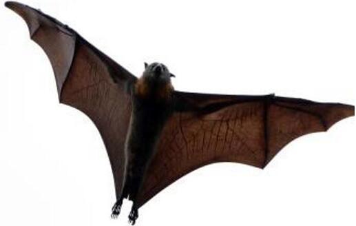 美歐農(nóng)場主殺豬倒奶毀鮮花