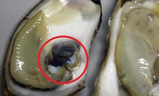 生蠔怎么清洗內(nèi)臟圖解