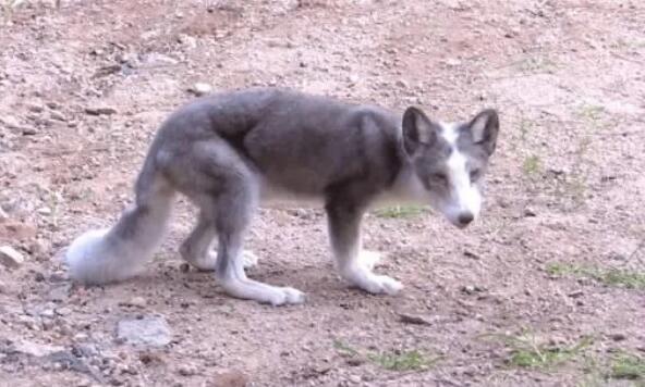山東青島嶗山區(qū)出現(xiàn)大批狐貍