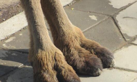 什么是鮑魚(yú)線