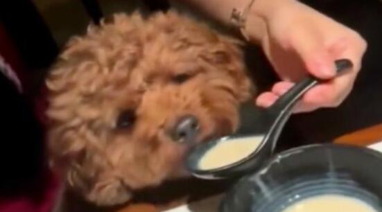 女子用餐廳勺子喂寵物狗