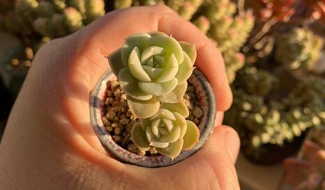 圓通回應(yīng)郵寄多只活體寵物致死