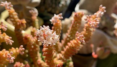 韓國(guó)前總統(tǒng)樸槿惠獲特別赦免