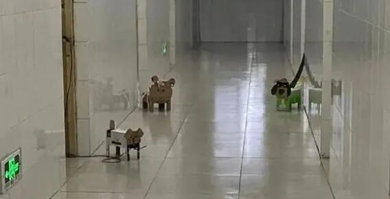 紙盒狗風(fēng)靡中國高校