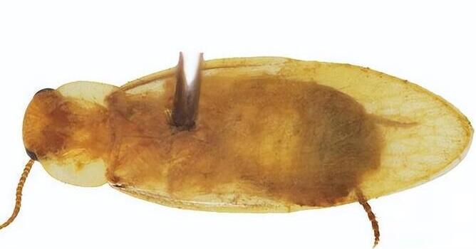 廣東海關(guān)截獲全球首次報(bào)道新物種