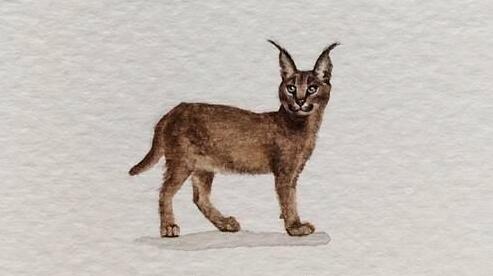 小狗被抱養(yǎng)一個(gè)月狗媽媽突然出現(xiàn)