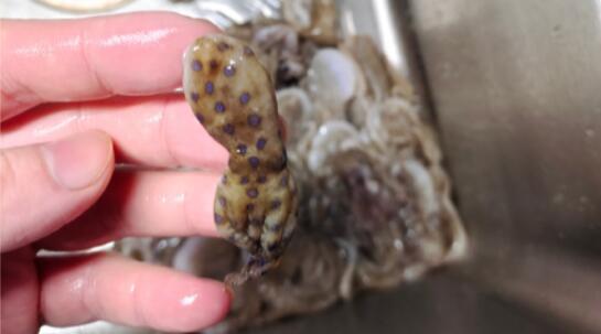 深圳一網(wǎng)友稱在山姆買到藍環(huán)章魚