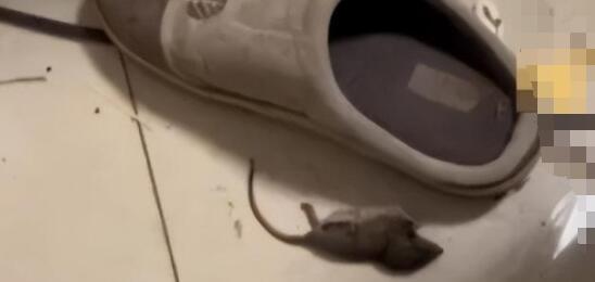 女子穿拖鞋一腳懟死小老鼠