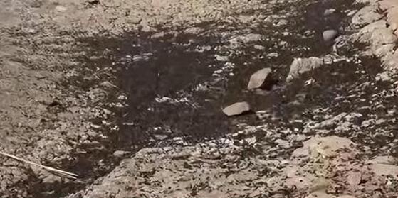 地震后松毛蟲(chóng)大規(guī)模入侵土耳其