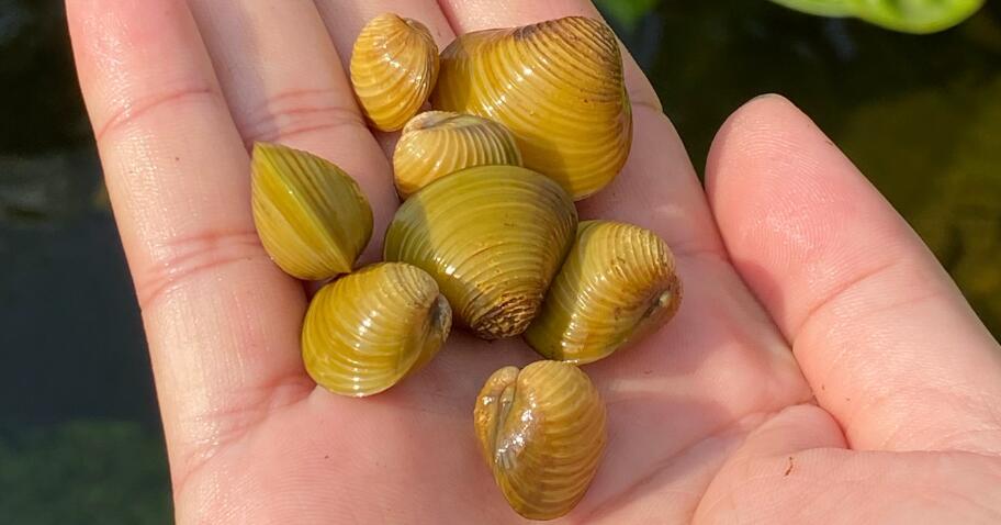 黃金蜆對魚缸的危害