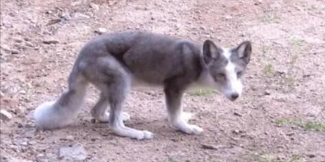 女子無人區(qū)遇乞食狼下車投喂