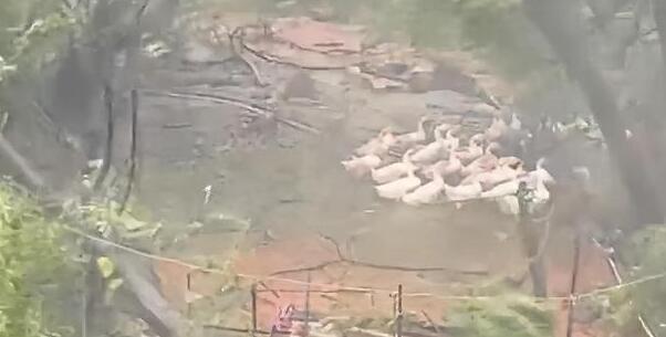 杜蘇芮臺(tái)風(fēng)將樹(shù)連根拔起