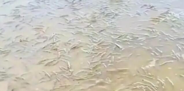廣東一海灘突然涌現(xiàn)大量海蝦