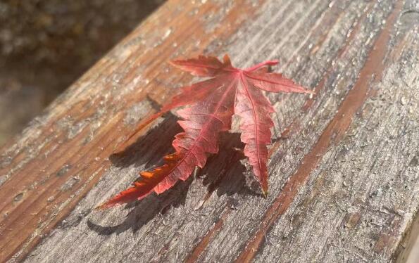 看到女友發(fā)視頻夸婆婆一查她已婚