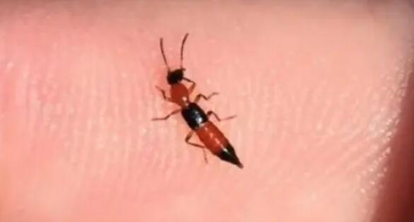 遇隱翅蟲第一反應(yīng)要用力吹走