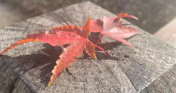 手術(shù)后部分人出現(xiàn)傷殘57人起訴醫(yī)院