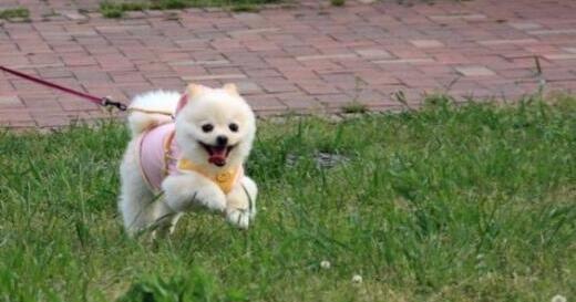 美國多州爆發(fā)神秘犬類傳染病