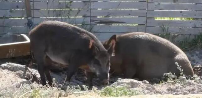 加拿大超級(jí)豬入侵美國