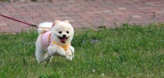 巴甫洛夫的狗什么意思