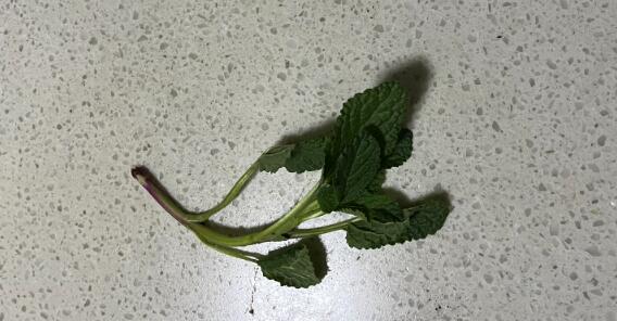 蛤蟆草有什么功效和作用