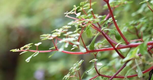 浙江江山發(fā)現新物種須女景天