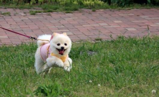 女子就餐狗被服務(wù)員放工作間悶死