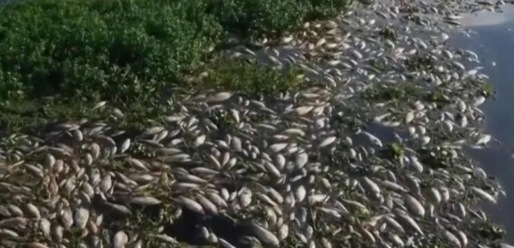 巴西一河流遭工業(yè)廢水污染