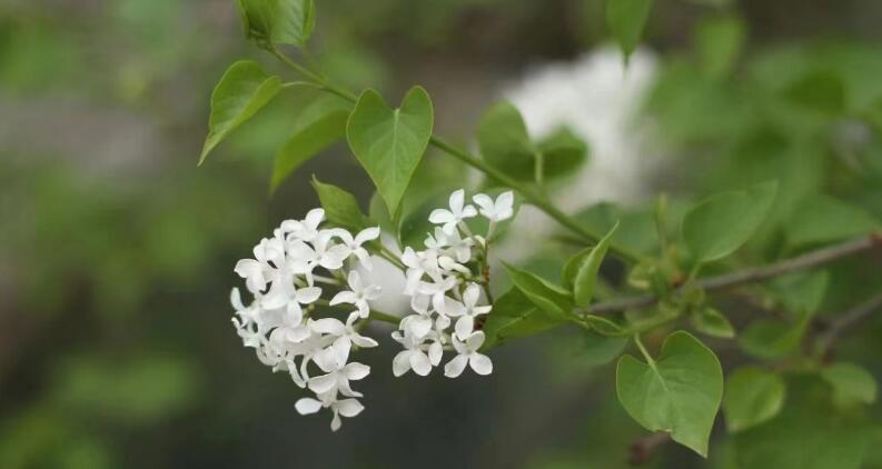 有一種叫云南的生活