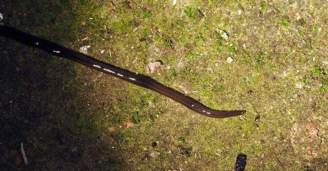 四川觀測到惡性外來入侵物種