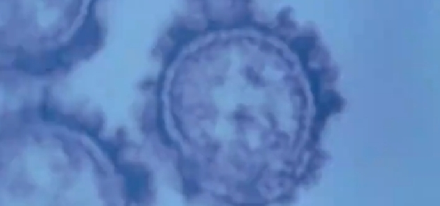 流感病毒中甲流傳染性最強(qiáng)