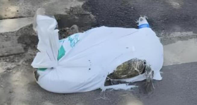 廣州跑腿騎手送鱷魚(yú)被抓